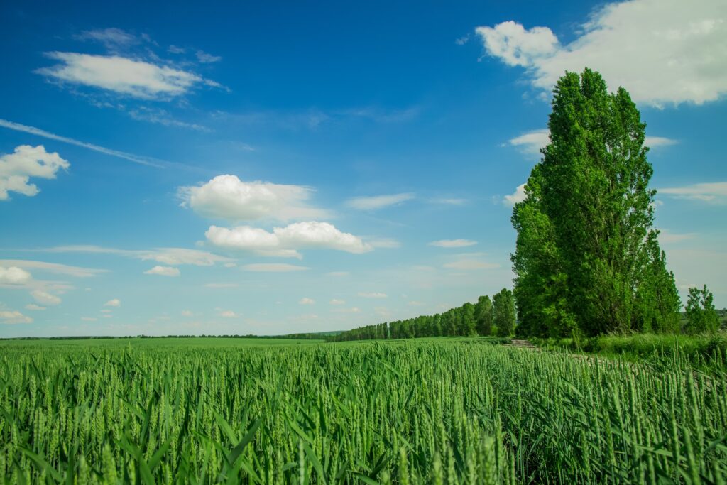 Agriculture et agriculture biologique: sols en culture, émissions de N2O et transition agroécologique