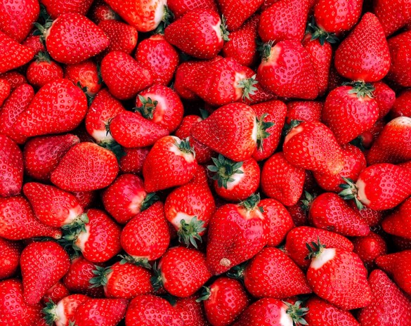De nouveaux ravageurs dans les fraisières au Québec, un autre effet des changements climatiques