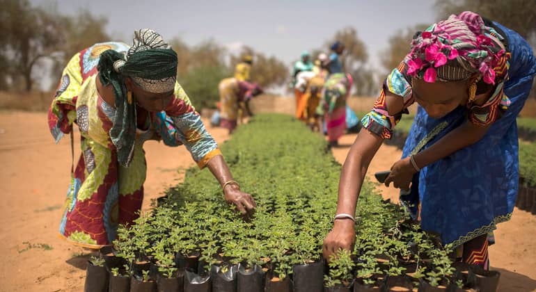 Les savoirs endogènes et locaux au service de l’adaptation aux changements climatiques