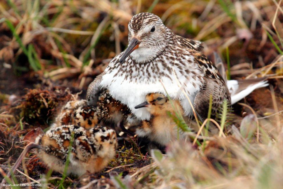 Crédit Don-Jean Léandri-Breton_Centre d'etudes nordiques et Parc national Sirmilik