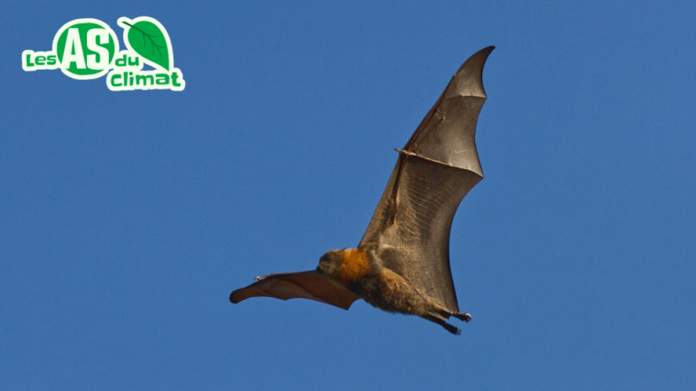 Des chauves-souris qui plantent des arbres en faisant caca!