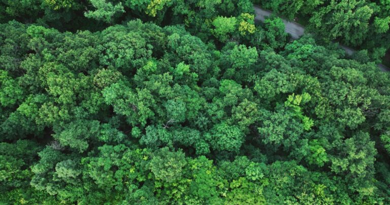Les forêts et la stratégie climatique du Québec